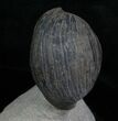 Enrolled Wenndorfia Trilobite - #4910-5